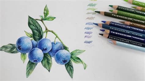 블루베리 보태니컬아트 색연필화그림 그리는 과정 Botanical Art ⁠bygonggam 그림 색연필 색