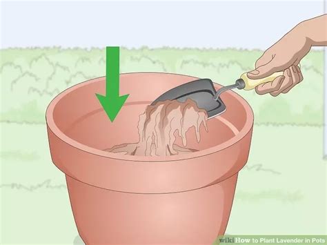 How To Plant Lavender In Pots Steps With Pictures Artofit