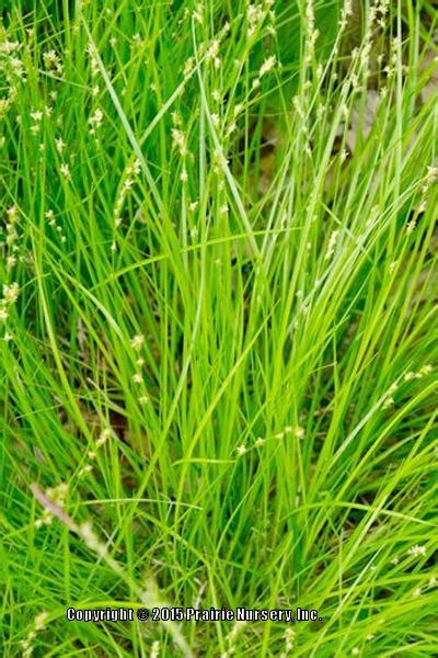 Photo Of The Entire Plant Of Rosy Sedge Carex Rosea Posted By Joy