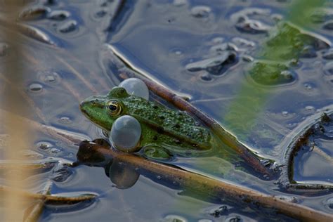 Wat Is Het Verschil Tussen Kikkers En Padden De Natuur Van Hier