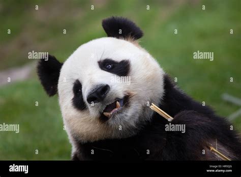 Ailuropodinae Hi Res Stock Photography And Images Alamy