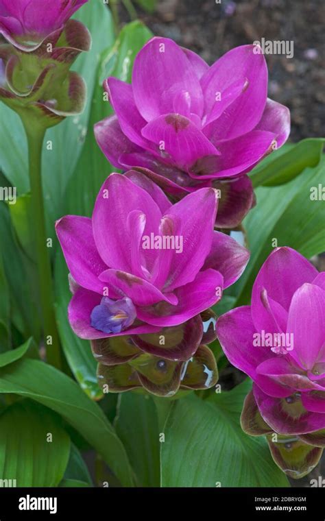 Siam Tulip Curcuma Alismatifolia Called Summer Tulip Also Stock