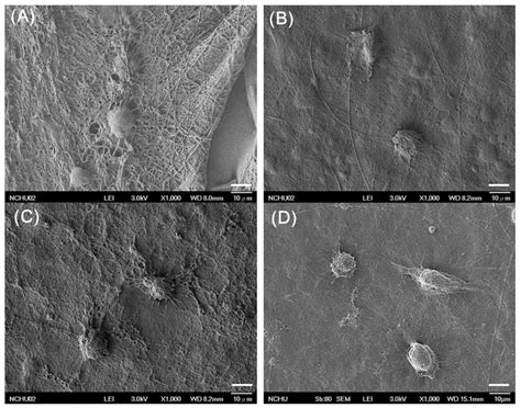 Polymers Free Full Text Effects Of Bilayer Nanofibrous Scaffolds Containing Curcumin