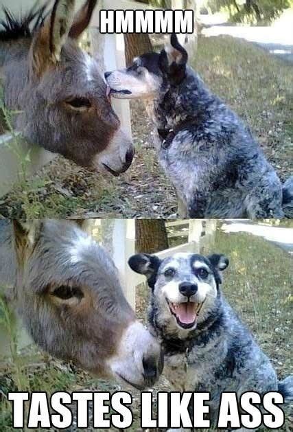 Dog Tastes Donkey Internet Hoarder