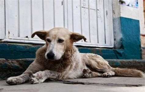 Rivadavia Proponen Que Quienes Adopten Perros Callejeros Paguen Menos