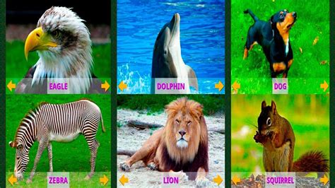 Animals learning animals sounds for kids learning wild animals sounds ...