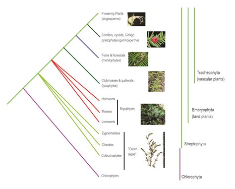 Phylogenetic Tree Template