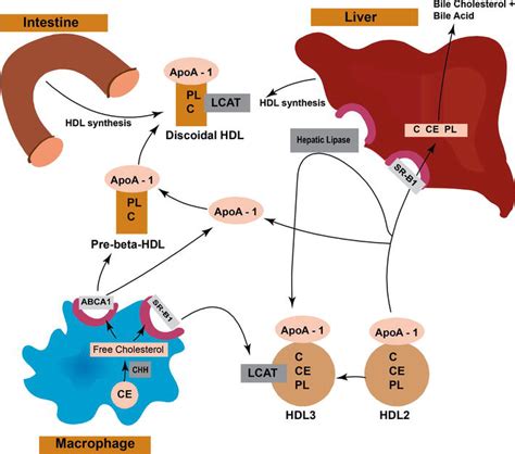 Introductory Chapter Overview Of Lipoprotein Metabolism Intechopen