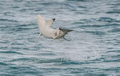 Shark Fishing: A Guide to Species – World Wide Sport Fishing Charters