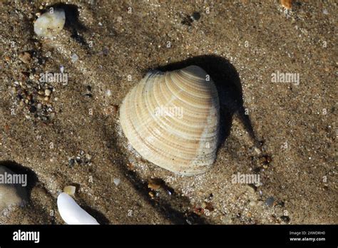 Striped Venus Chamelea Striatula Mollusca Stock Photo Alamy