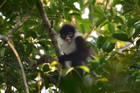 Betahita Lutung Natuna Dalam Ancaman