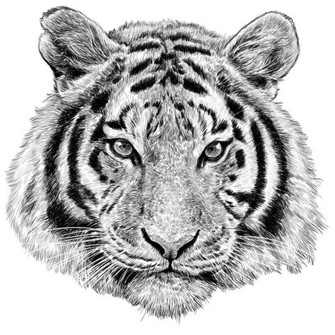 Tiger Head Hand Draw Sketch Black Line On White Background Vector Stock