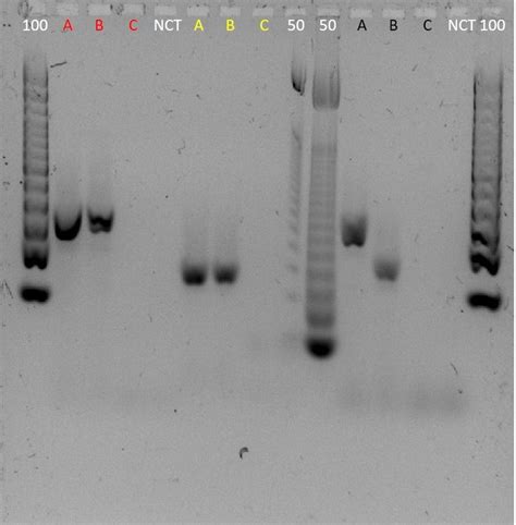 163 questions with answers in MULTIPLEX PCR | Scientific method