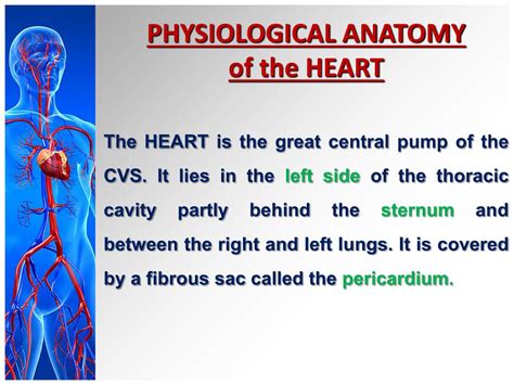 Ppt Cardiovascular System Physiology And Manifistations Powerpoint