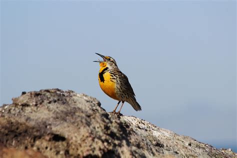 Birds’ surprising sound source | UNews