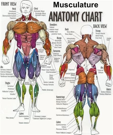 Human Anatomy and Physiology of Muscles | Exercícios de musculação ...