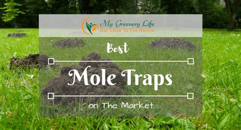 [TOP 5] Best Mole Trap Reviews 2021 and Buyer's Guide