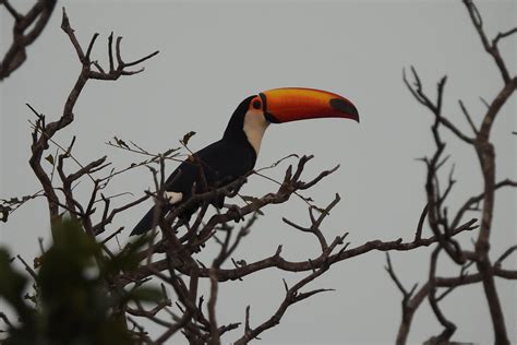 Foto tucanuçu Ramphastos toco Por Anderson Branco Wiki Aves A