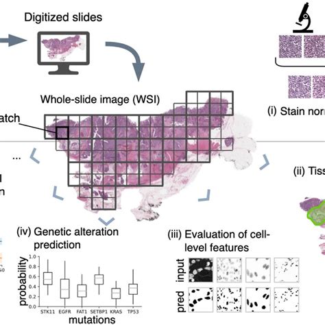 Overview Of The Use Of Deep Learning In Computational Pathology