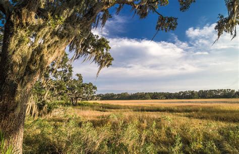 St Catherines Island Georgia Visit Georgia Georgia Coast