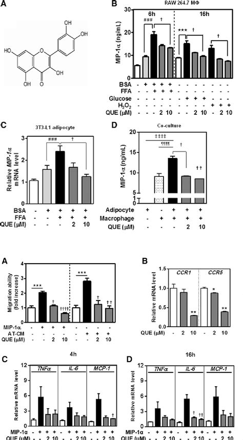 Quercetin Suppresses Mip 1α Induced Adipose Inflammation By