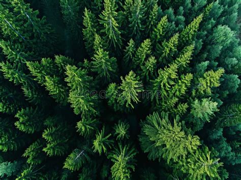 Aerial View Of Lush Green Pine Forest Wallpaper And Design Generative