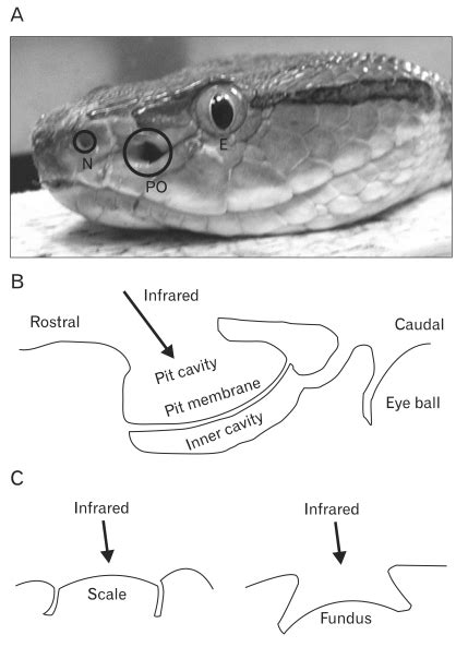 The Pit Organ Of The Crotaline Snake Trimeresurus Flavoviridis A