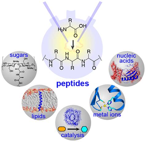 Prebiotic Peptides Molecular Hubs In The Origin Of Life Chemical Reviews