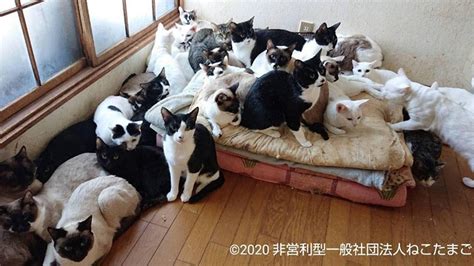 戸建てに238匹もの猫 悲惨な多頭飼育崩壊を生き抜き、ママになった2匹の猫 犬・猫との幸せな暮らしのためのペット情報サイト「sippo」