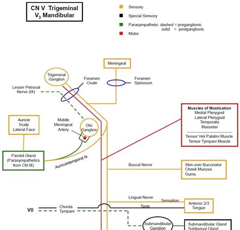 Cranial Nerve Pathways Quick Physiology Review Note And Outline