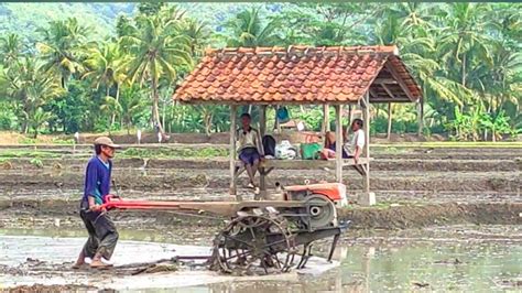 Semangat Joki Operasikan Traktor Sawah Kubota Meratakan Lahan Luas