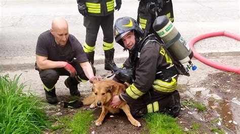 Incendio In Un Appartamento Pompieri Salvano Il Proprietario E Il Suo