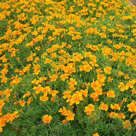 Signet Marigold 'Tangerine Gem' seeds - Tagetes tenuifolia