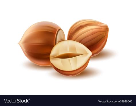 Realistic Hazelnut Kernels And Peeled Half Vector Image