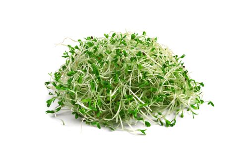 Alfalfa Sprout Nutrients