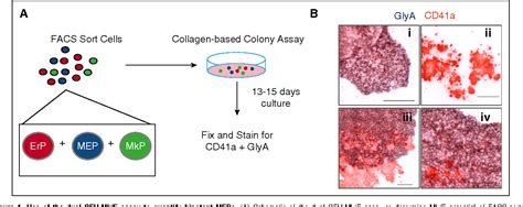 Figure 1 From Adult Human Megakaryocyte Erythroid Progenitors Are In