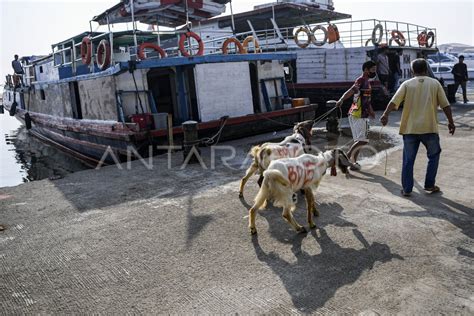 Pengiriman Hewan Kurban Ke Kepulauan Seribu Antara Foto