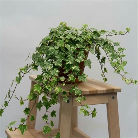 Ivy Plant Care Tips For Growing Ivy Indoors Artofit