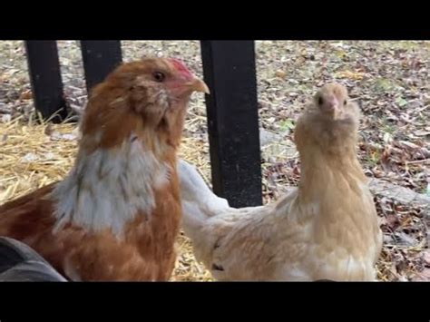 chippy chicken   chores daily chicken update youtube