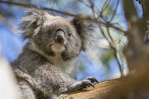 Depuis Melbourne Parade Des Pingouins Et Koalas Getyourguide