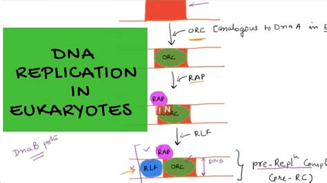 Dna Replication In Eukaryotes An Overview Youtube