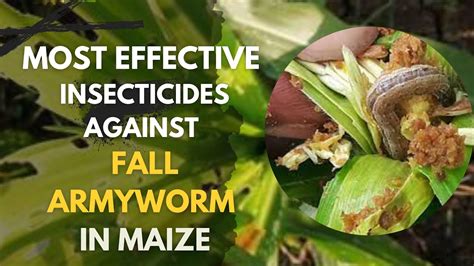 The Most Effective Insecticides Against Fall Armyworm In Maize Farming Farming Farminginkenya