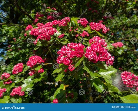 Small Low Branching Tree The English Hawthorn Crataegus Laevigata