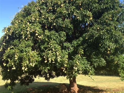 Mango Tree Mango Cool Image Pakistani Mango Beautiful Mango Tree