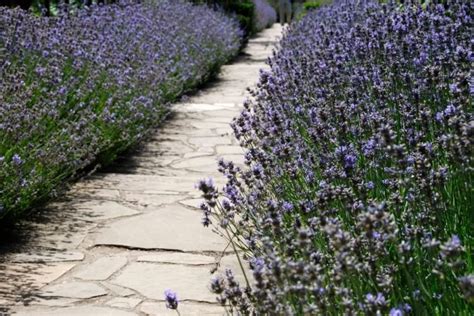 Comment Planter De La Lavande Dans Son Jardin Pour Faire Une Bordure