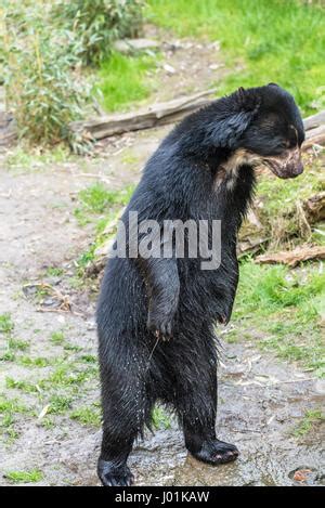 European Black Bear Standing On Its Hind Legs Stock Photo Alamy