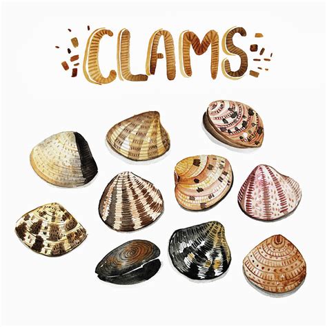 Watercolor Painting Of Fresh Clams Painting by Ikon Images