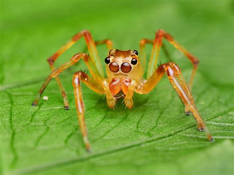ROBIN WONG : 7Artisans 60mm F2.8 II - Solid Budget Macro Lens