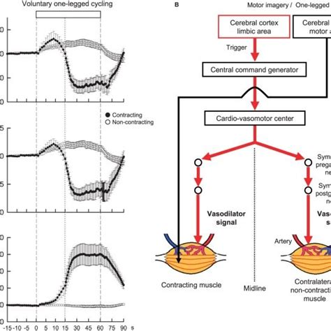 A The Effect Of Atropine On The Responses In Heart Rate Hr