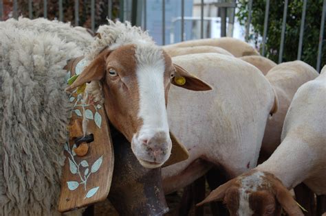 F Te De La Transhumance Castellane Provence Alpes C Te D Azur Tourisme